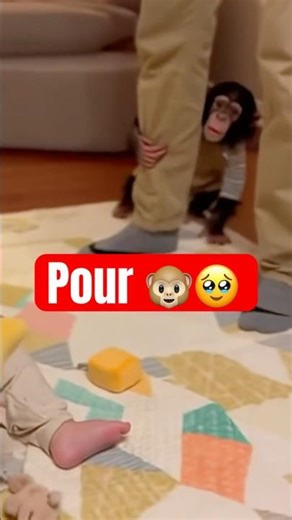 This Chimp Wasn’t Ready for the Baby’s Scream 😳😂#chimpanzee #funnyanimals #animalshorts