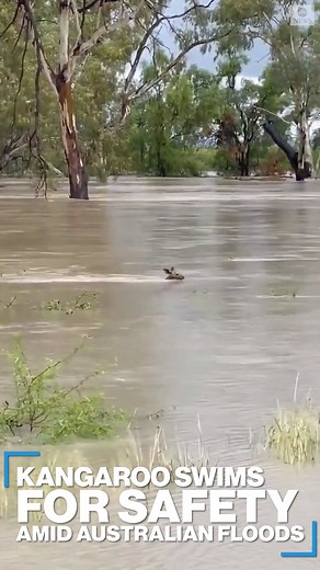 ROO CAN DO IT: Kangaroo cheered on by onlookers as it swims through floodwater to dry land in New South Wales, Australia. http://abcn.ws/2CnB3ds | ABC News