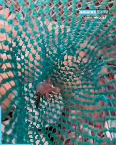 2.6M views · 10K reactions | A Baby Parrot's Journey: Rescue, Care, and Growing Up! ✨ | Innaira Shop | Facebook