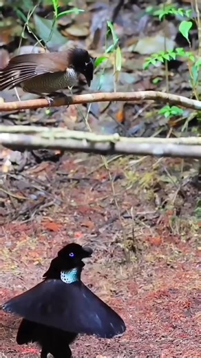 303K views · 4.6K reactions | Bird of Paradise photography tours in Papua New Guinea www.newguineanaturaltours.com.pg WhatsApp #:+67576880978 | New Guinea Natural Tours | Facebook