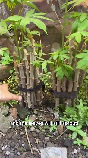 How to Grow Cassava from a Stem | Easiest Regrow at Home!