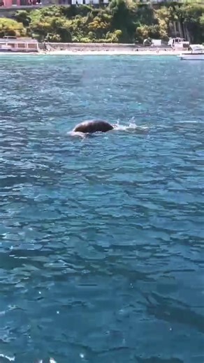 Capri, riecco la rara foca monaca: piroetta a Marina Grande