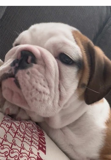 Adorable English Bulldog Puppies You Can't Resist