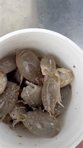 Sand Crabs Have Arrived! Best Spots in Orange County Right Now for Epic Surf Fishing