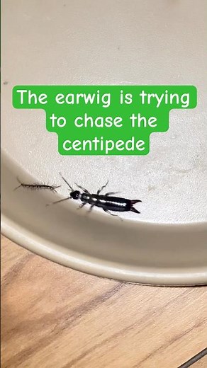 Earwig vs centipede #earwig #centipede #insects