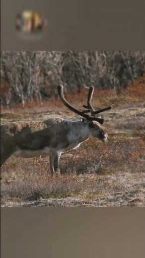 Wolf Hunting Tactics | How Wolves Attack and Take Down Prey in the Wild