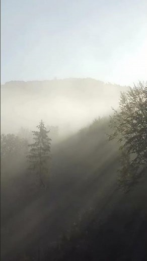 ☀️ Sunrise Forest!