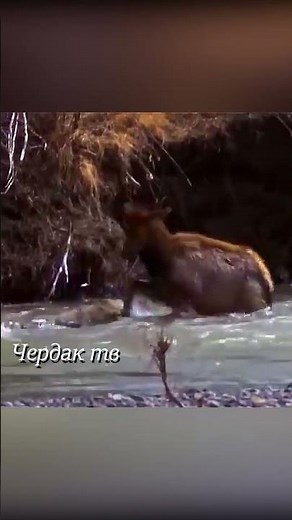 The wolf attacked the deer.