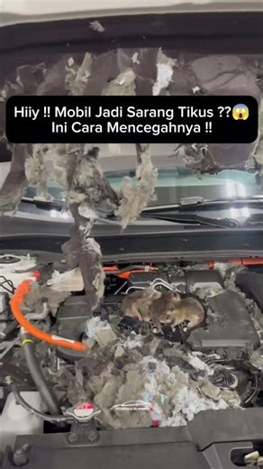 POV: Mobil Kamu Jadi Rumah Tikus 🐀🐭 #tikus