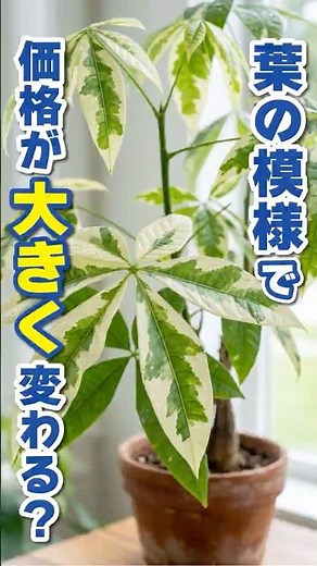 Why are plants with white patterns so expensive? What is "variegation," a favorite among gardener...