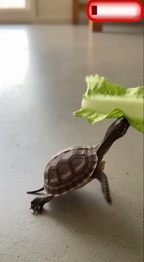 Slow Turtle Makes a Lightning-Fast Move 🐢🥬