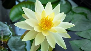 Time Lapse Footage Yellow Water Lily Opens Flower. Single Beautiful White Nymphaea Blooming in Pond in Sunny Day
