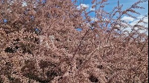Tamarix, a shrub covered with pink flowers close-up. Pink flowers in the park. Beautiful flowering plant in spring. Blooming branches