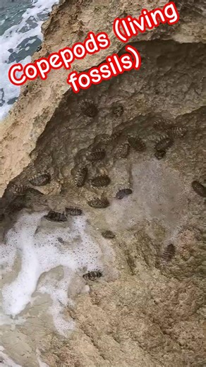 Copepods on beach rocks #mexico