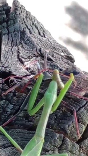 Praying Mantis vs Assassin Bug! #prayingmantis #assassianbug #fight #wildlife #nature