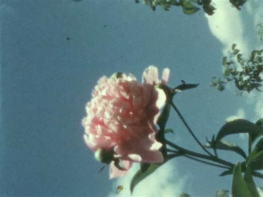 Stray Fossa on Reels