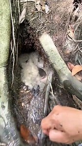 Pancing toman babon dari dalam akar pohon yang besar #mancingikan #ikantoman | Fakta.id