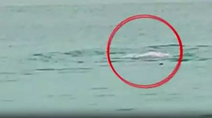Shark eats Russian tourist in front of his father at Egyptian beach | Watch