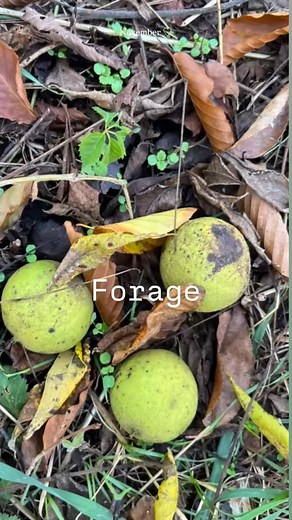 There is just something about November…#wool #farmlife #seasons | Mitten State Sheep and Wool