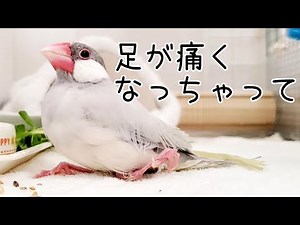 足を痛めた文鳥の介護 ブンチョウ 花美