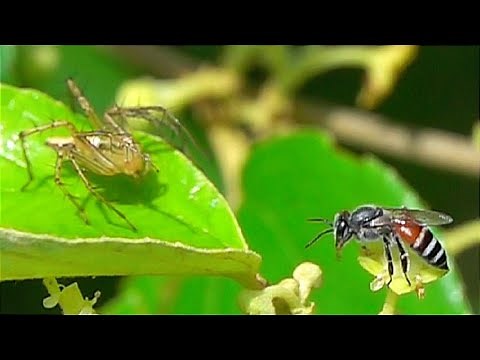 How Lynx Spiders Hunt: Amazing Predators in Action