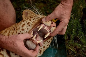 VIDEO: Collared red leopard earns spot in history