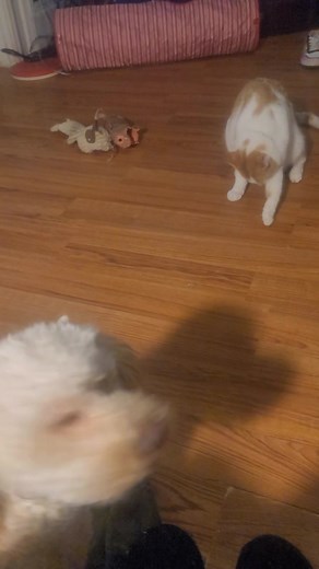 Somebody is full of energy tonight. | Oliver the Boxer & Friends