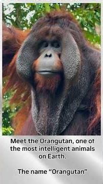 🦧 Why Orangutans Are One of the Smartest Animals on Earth! 🌿