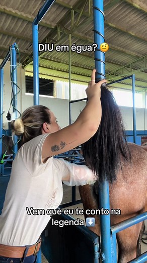 🔴 Vem que eu te conto aqui 🔴 . . . O dispositivo que tirei da égua é um implante hormonal de progesterona. Apesar de parecer com um DIU usado por mulheres, ele tem outra função! 😅😂 Esse implante é bastante versátil e pode ser usado em diferentes situações na eotina veterinária: \t•\tInduzir o ciclo reprodutivo: Éguas em anestro (quando não estão ciclando) podem receber o implante para entrar em um programa de reprodução. \t•\tBloquear comportamento reprodutivo, evitando distrações e mudanças