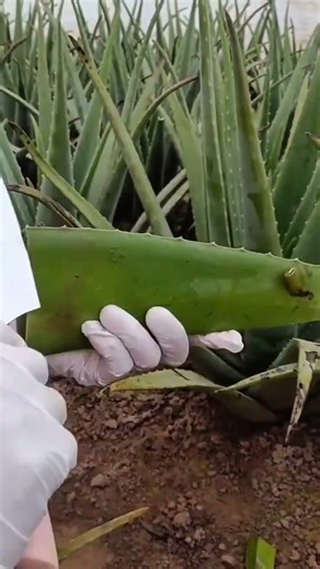 cara memotong dan mengupas tanaman lidah buaya menggunakan pisau