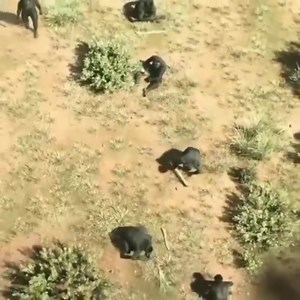 Australopithecus afarensis Müasir insanın ataları. Günümüzdən 3,9 - 2,9 milyon il öncə yaşayıblar. Bu növə aid çox sayda fosillər tapılmışdır. Fosillərin çoxu Şimali Afrikada Laetoli, Hadar, Afar, Omo, Maka, Fejej, Belohdelie və Koobi Fora adlı yerlərdən tapılıb. A. afarensis növünün 380-430 cc həcimli beynə sahib olduğu görülür. Eyni zamanda cinslərarası fərqliliklərin də (erkəklə dişinin bir-birindən fərqli görünməsi) burada görülməyə başlamışdır ki bu da cinsi seçilim basqısının artması demək