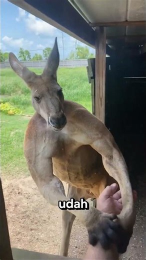 This Kangaroo Enters a Lake to Survive