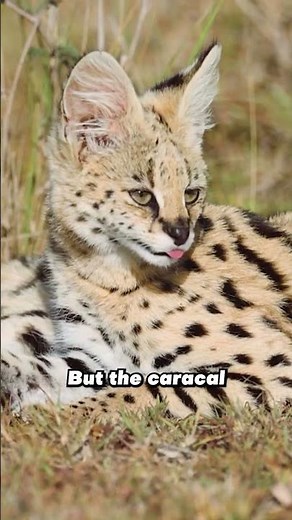 The caracal, or big floppa is a true hunter!