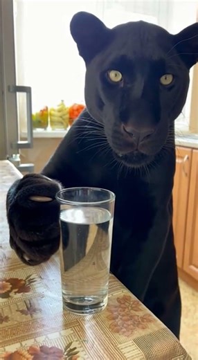 Когда немного поссорился с ПАНТЕРОЙ... Вот как он мне мстит! 😱💥 #panther #crash