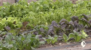 Growing, Eating and Educating with NanBop Farm: Community supported agriculture