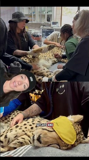 track your own cheetah with fahlo, and directly support CCF while doing so! #myfahlo #ccfcheetah