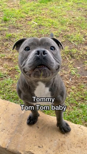 Someome tell Mr Burnham the only thing im putting my back into is the couch #lazy #dog #staffy #dogsoftiktok #boburnham | Wallace Daugherty