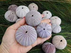 Purple Sea Urchin Shells (20 Pcs): Raw Craft Supply, Beach Decor - Etsy Canada