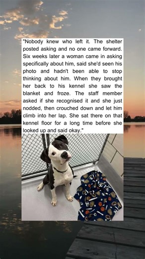 She Sat On That Kennel Floor Until She Looked Up And Said Okay 🐾😭