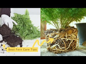How to Get Your Indoor Fern to Look Like This | Best Fern Care Tips