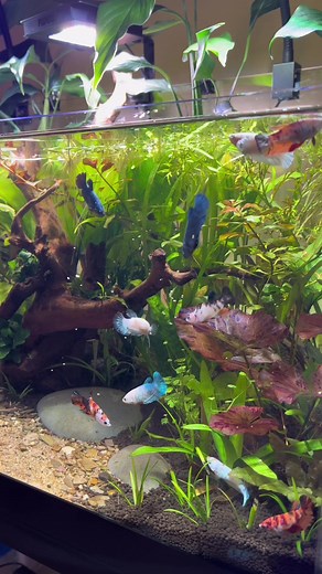 Morning Menu for Betta Fish: Bug Bites and Paludarium