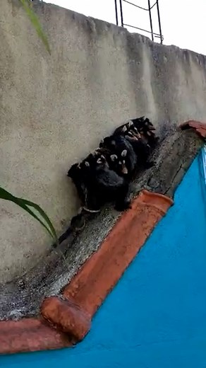 19M views · 193K reactions | Mama possum taking a walk with her babies  ViralHog | MetDaan Animals | Facebook