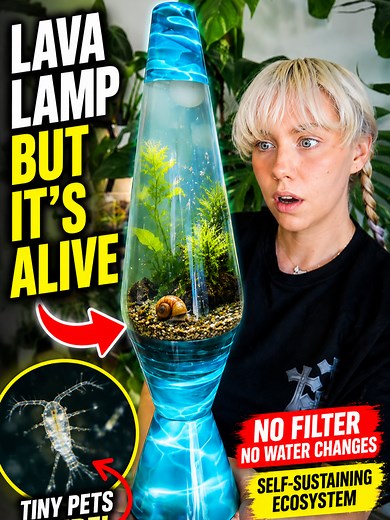I Turned a Lava Lamp Into a Self-Sustaining Aquarium With REAL Animals #lavalamp #aquarium #ecosystem #sealedecosystem I turned an old lava lamp into a self-sustaining aquarium with real living animals inside 🌱 No filter. No water changes. No electricity. Inside this tiny ecosystem are live copepods (basically microscopic crustaceans), aquatic plants, beneficial bacteria, and one small snail all working together to create a balanced underwater world. The copepods act like tiny cleanup crews, ea