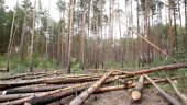 Felling of pine forest. Tree falls on the ground.