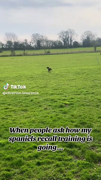 How’s the recall training going? #fyp #dogs #recall #training #cockerspaniel