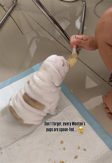 Effective Spoon-Feeding Techniques for Puppies