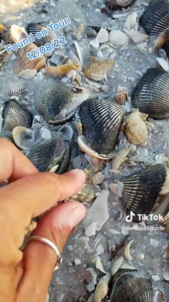 Exploring Seashell Treasures on Marco Island
