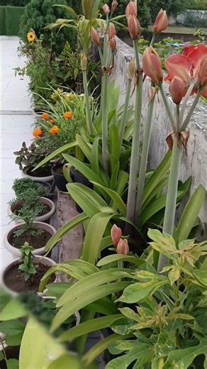 beautiful amaryllis flowers red color you prefer 🌺 ? #gardening #garden #flower