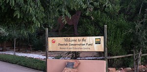 la protection et la conservation du guepard