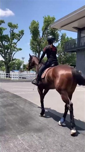 【練習風景】「さあ頑張れ、ナンカンさん！」かーちゃんと練習へ！Go for it, Nankandamashii!🐎｜ナンカンさんの馬小屋 #horse #馬